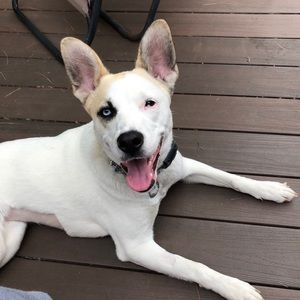 Meet your Posher, Justin